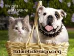 3dwebdesign.org cats and dogs

